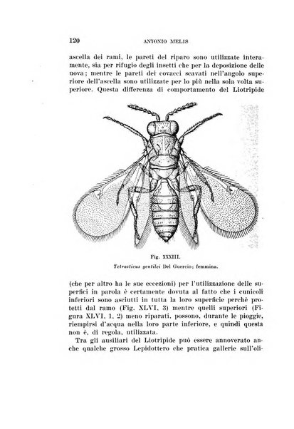 Redia giornale di entomologia pubblicato dalla R. Stazione di entomologia agraria