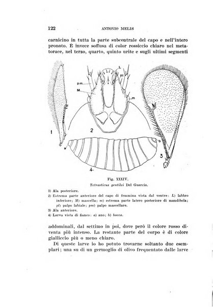 Redia giornale di entomologia pubblicato dalla R. Stazione di entomologia agraria