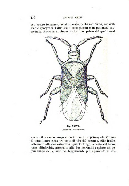 Redia giornale di entomologia pubblicato dalla R. Stazione di entomologia agraria