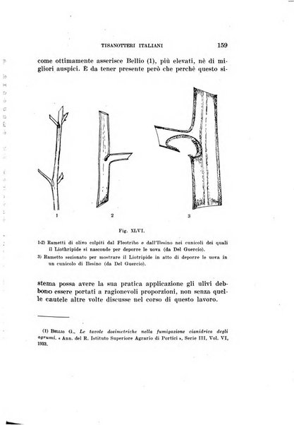 Redia giornale di entomologia pubblicato dalla R. Stazione di entomologia agraria