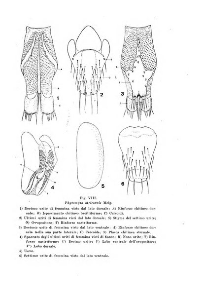 Redia giornale di entomologia pubblicato dalla R. Stazione di entomologia agraria