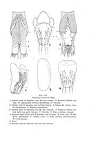 giornale/UFI0040156/1935/unico/00000245