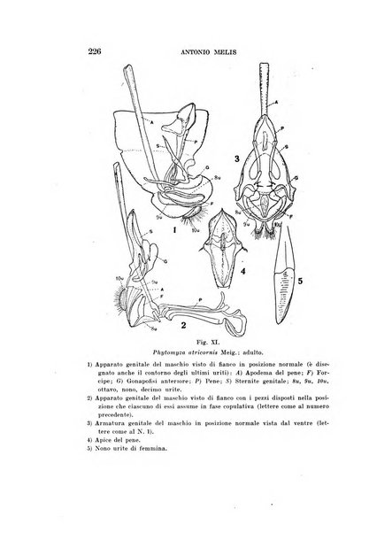 Redia giornale di entomologia pubblicato dalla R. Stazione di entomologia agraria