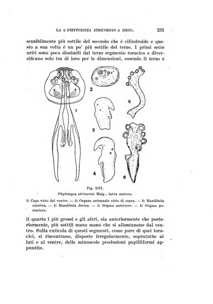 Redia giornale di entomologia pubblicato dalla R. Stazione di entomologia agraria