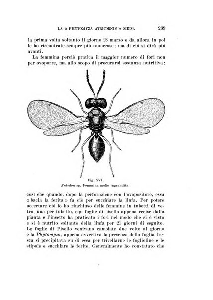 Redia giornale di entomologia pubblicato dalla R. Stazione di entomologia agraria