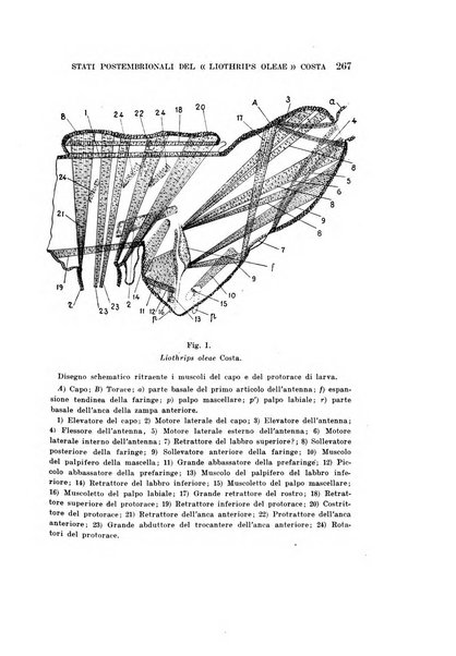 Redia giornale di entomologia pubblicato dalla R. Stazione di entomologia agraria