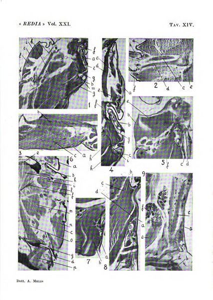 Redia giornale di entomologia pubblicato dalla R. Stazione di entomologia agraria