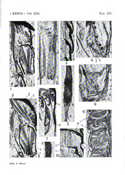 Redia giornale di entomologia pubblicato dalla R. Stazione di entomologia agraria