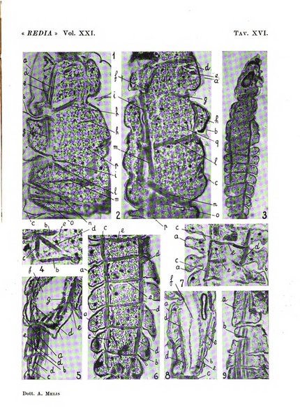 Redia giornale di entomologia pubblicato dalla R. Stazione di entomologia agraria