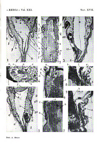 Redia giornale di entomologia pubblicato dalla R. Stazione di entomologia agraria