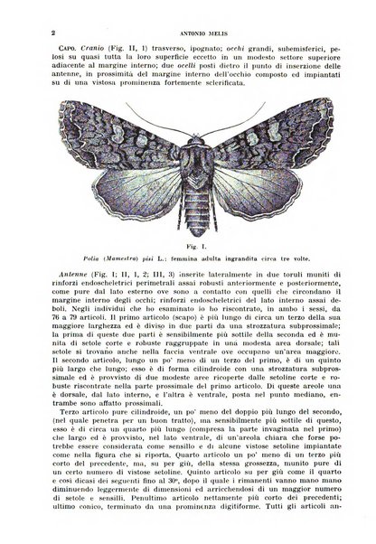 Redia giornale di entomologia pubblicato dalla R. Stazione di entomologia agraria