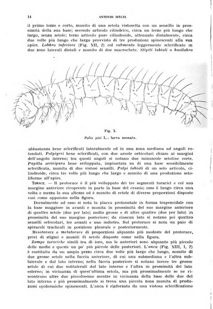 Redia giornale di entomologia pubblicato dalla R. Stazione di entomologia agraria