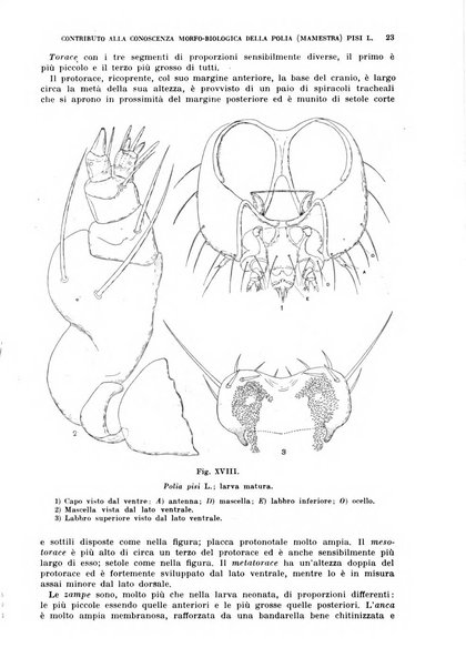 Redia giornale di entomologia pubblicato dalla R. Stazione di entomologia agraria