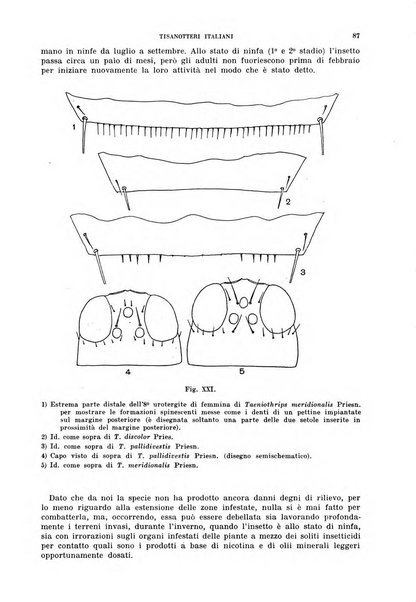 Redia giornale di entomologia pubblicato dalla R. Stazione di entomologia agraria