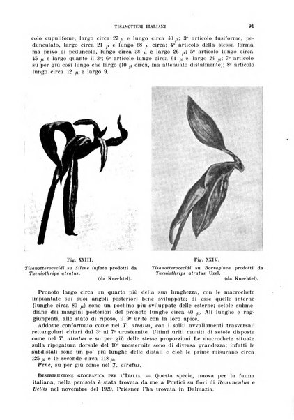 Redia giornale di entomologia pubblicato dalla R. Stazione di entomologia agraria