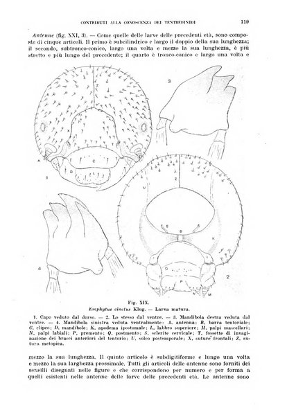 Redia giornale di entomologia pubblicato dalla R. Stazione di entomologia agraria