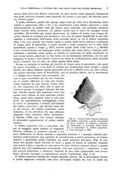 Redia giornale di entomologia pubblicato dalla R. Stazione di entomologia agraria