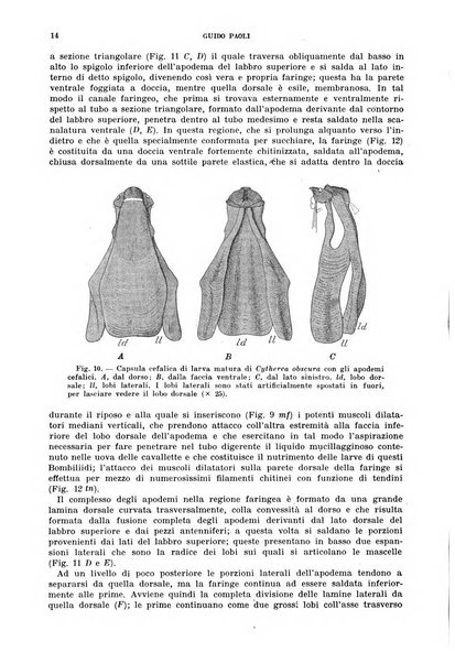 Redia giornale di entomologia pubblicato dalla R. Stazione di entomologia agraria