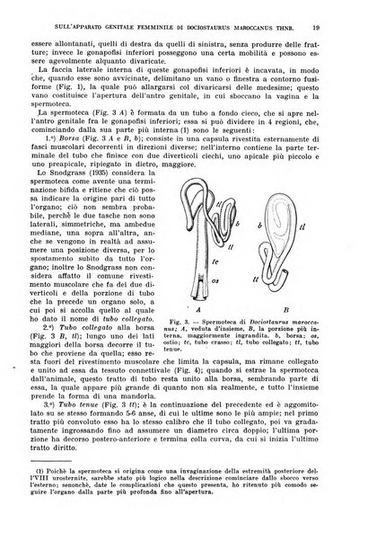 Redia giornale di entomologia pubblicato dalla R. Stazione di entomologia agraria