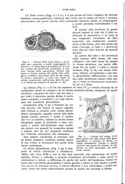 Redia giornale di entomologia pubblicato dalla R. Stazione di entomologia agraria