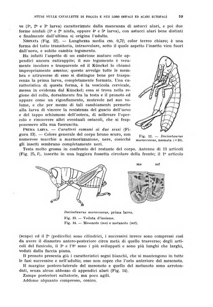 Redia giornale di entomologia pubblicato dalla R. Stazione di entomologia agraria