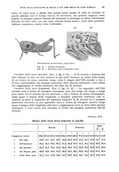 Redia giornale di entomologia pubblicato dalla R. Stazione di entomologia agraria