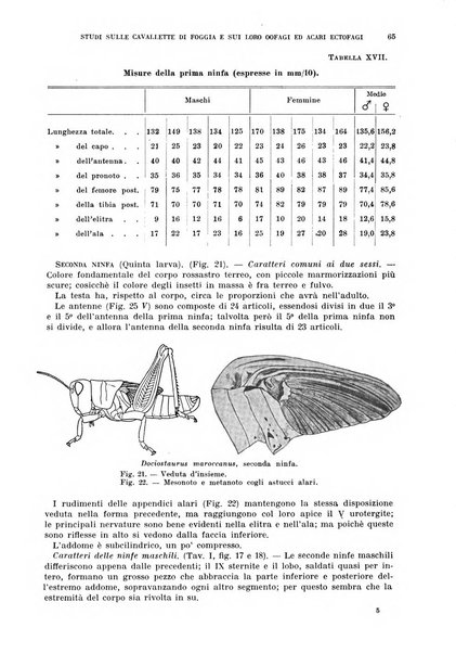 Redia giornale di entomologia pubblicato dalla R. Stazione di entomologia agraria