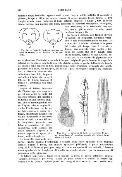 Redia giornale di entomologia pubblicato dalla R. Stazione di entomologia agraria