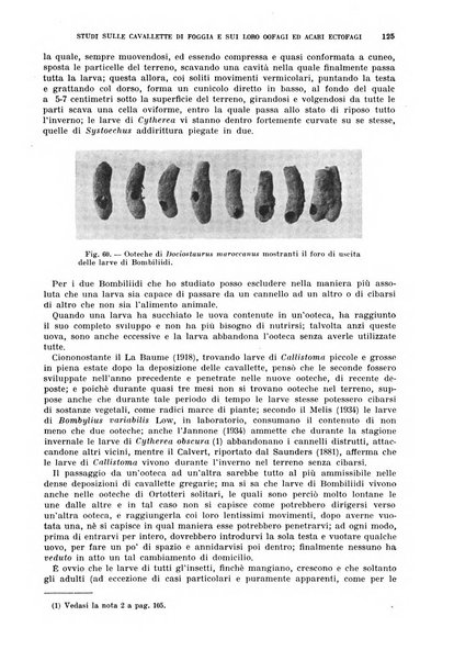 Redia giornale di entomologia pubblicato dalla R. Stazione di entomologia agraria