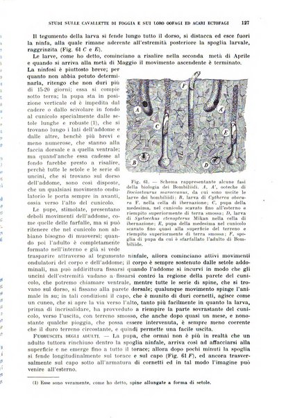 Redia giornale di entomologia pubblicato dalla R. Stazione di entomologia agraria