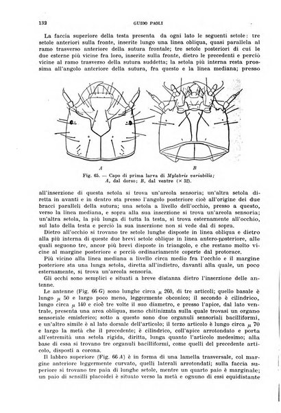 Redia giornale di entomologia pubblicato dalla R. Stazione di entomologia agraria