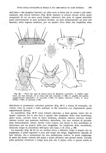 Redia giornale di entomologia pubblicato dalla R. Stazione di entomologia agraria