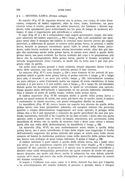 Redia giornale di entomologia pubblicato dalla R. Stazione di entomologia agraria