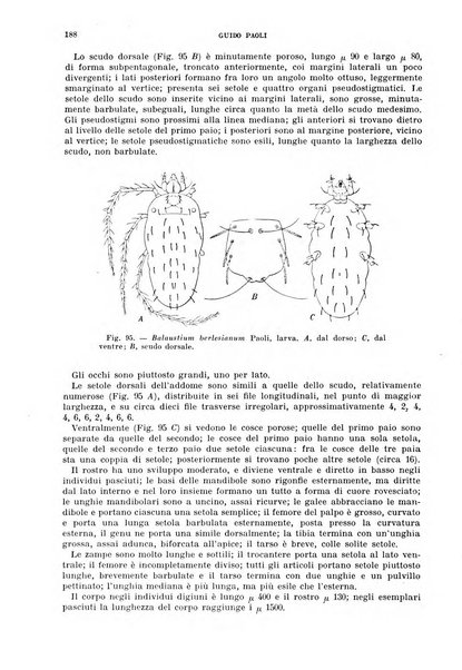 Redia giornale di entomologia pubblicato dalla R. Stazione di entomologia agraria