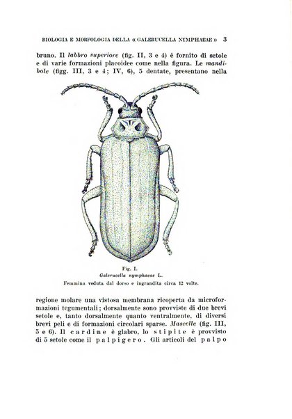 Redia giornale di entomologia pubblicato dalla R. Stazione di entomologia agraria