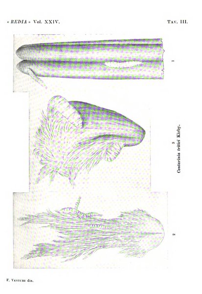 Redia giornale di entomologia pubblicato dalla R. Stazione di entomologia agraria