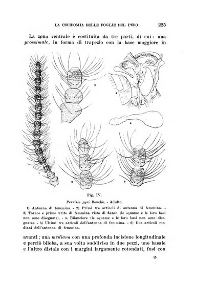 Redia giornale di entomologia pubblicato dalla R. Stazione di entomologia agraria