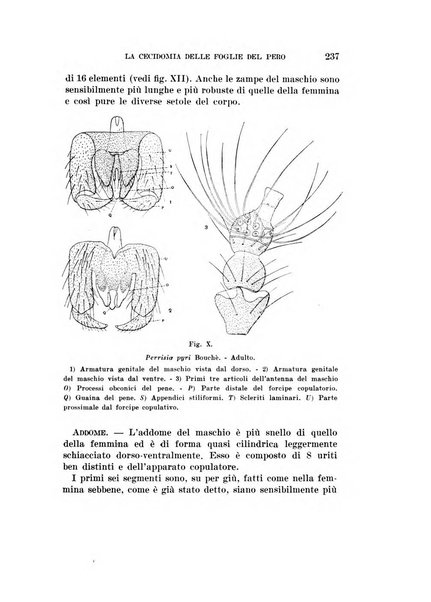 Redia giornale di entomologia pubblicato dalla R. Stazione di entomologia agraria