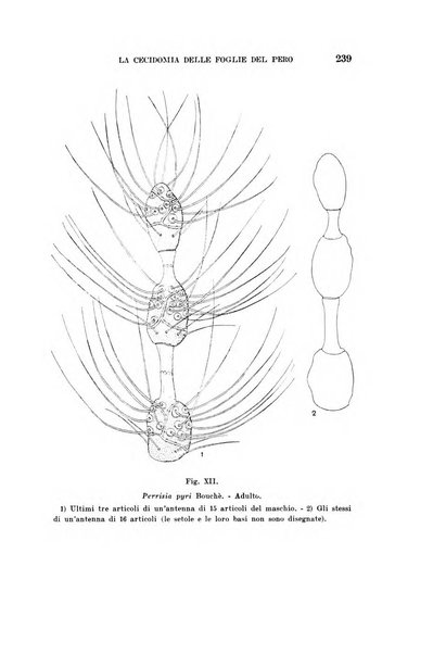 Redia giornale di entomologia pubblicato dalla R. Stazione di entomologia agraria