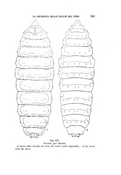 Redia giornale di entomologia pubblicato dalla R. Stazione di entomologia agraria