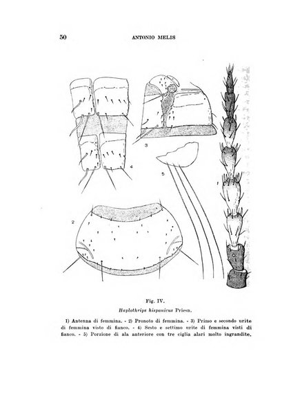 Redia giornale di entomologia pubblicato dalla R. Stazione di entomologia agraria