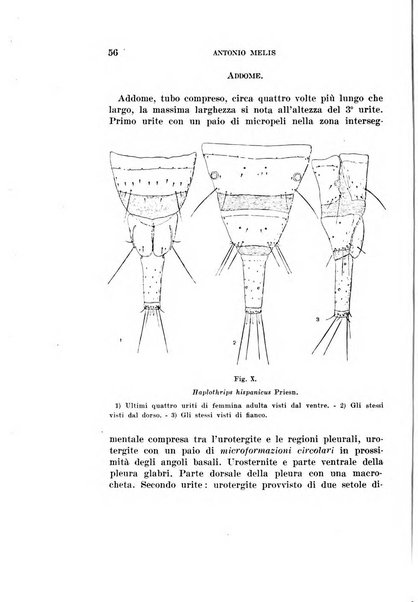 Redia giornale di entomologia pubblicato dalla R. Stazione di entomologia agraria