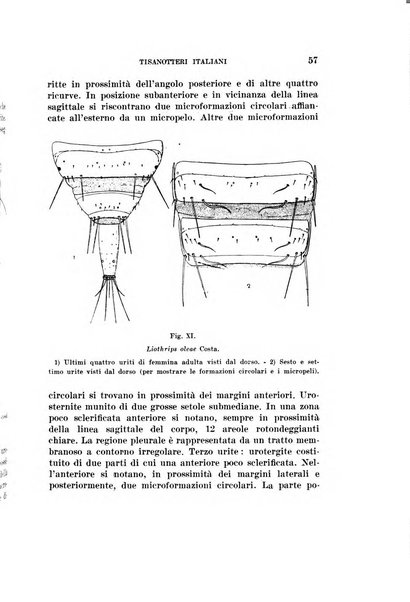 Redia giornale di entomologia pubblicato dalla R. Stazione di entomologia agraria