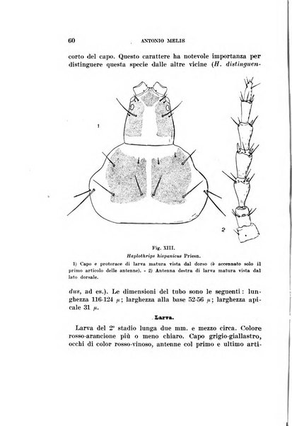 Redia giornale di entomologia pubblicato dalla R. Stazione di entomologia agraria