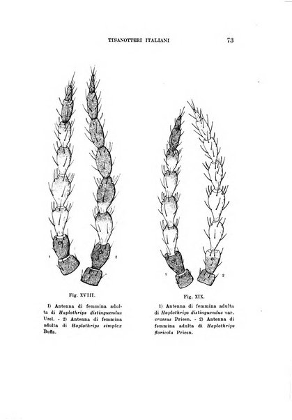 Redia giornale di entomologia pubblicato dalla R. Stazione di entomologia agraria