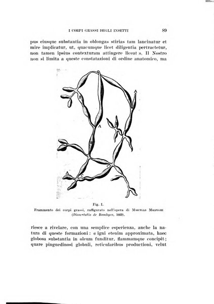 Redia giornale di entomologia pubblicato dalla R. Stazione di entomologia agraria