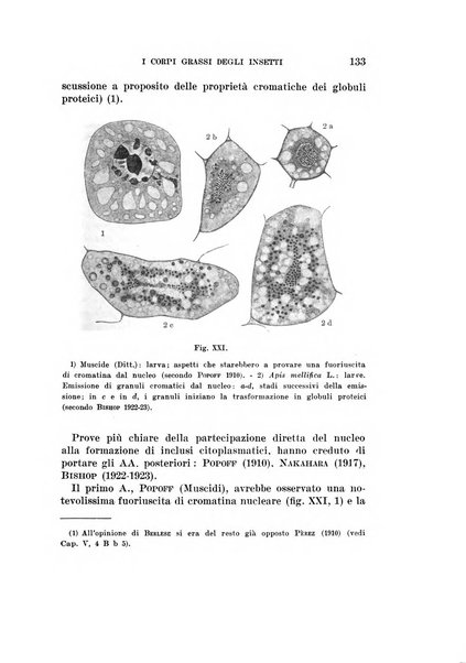 Redia giornale di entomologia pubblicato dalla R. Stazione di entomologia agraria