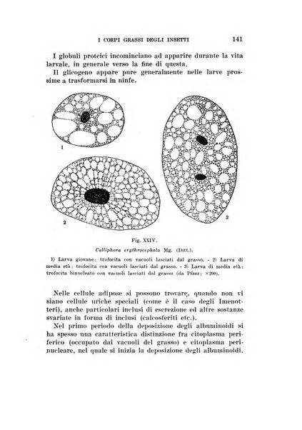 Redia giornale di entomologia pubblicato dalla R. Stazione di entomologia agraria