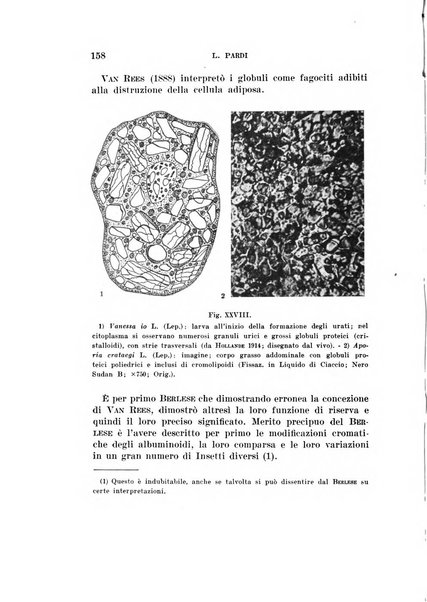 Redia giornale di entomologia pubblicato dalla R. Stazione di entomologia agraria