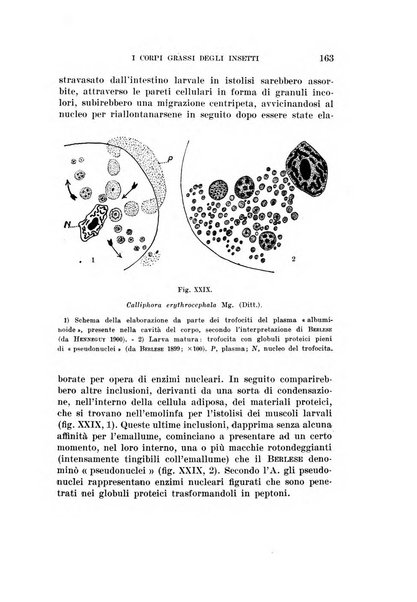 Redia giornale di entomologia pubblicato dalla R. Stazione di entomologia agraria